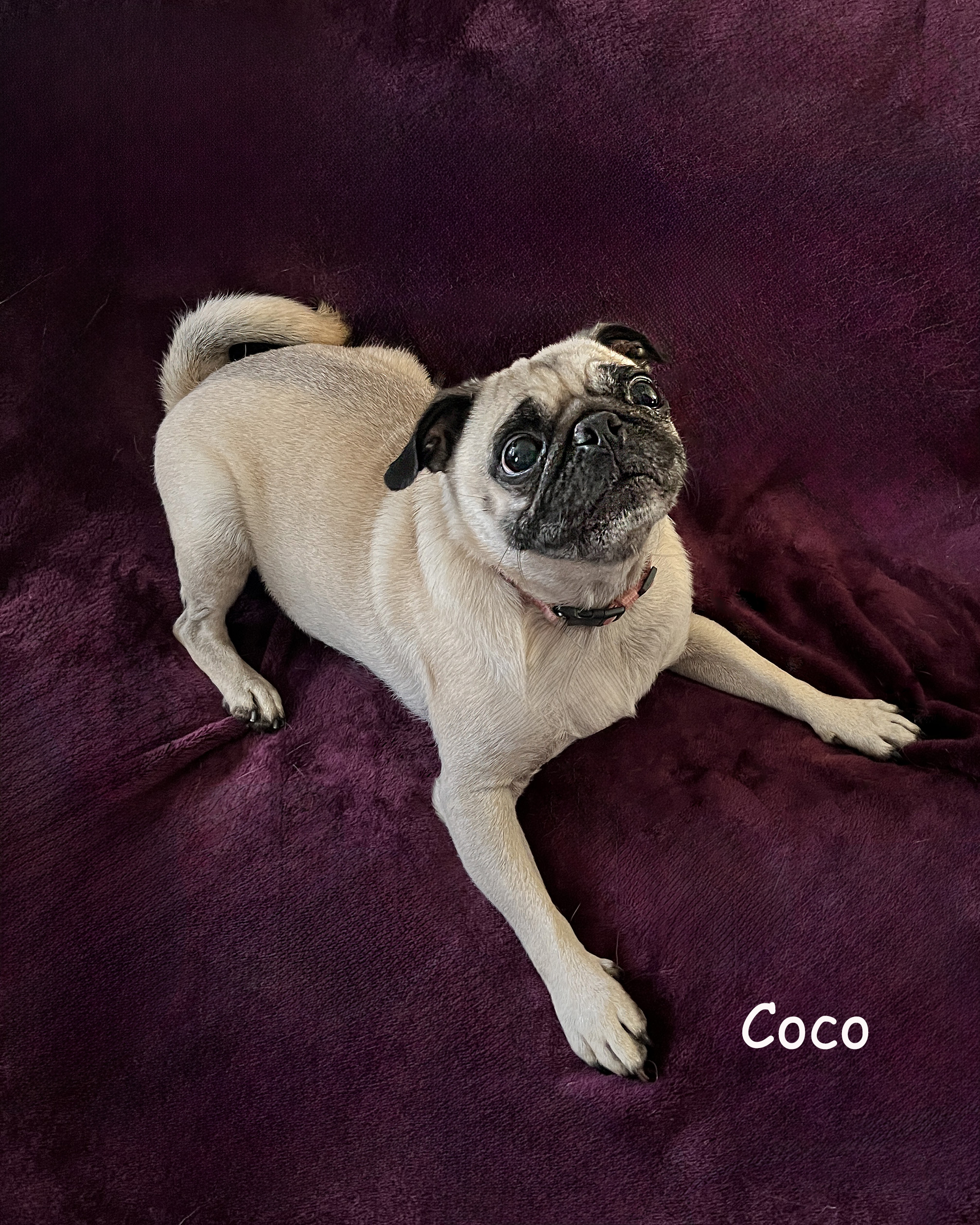 Coco photo 3