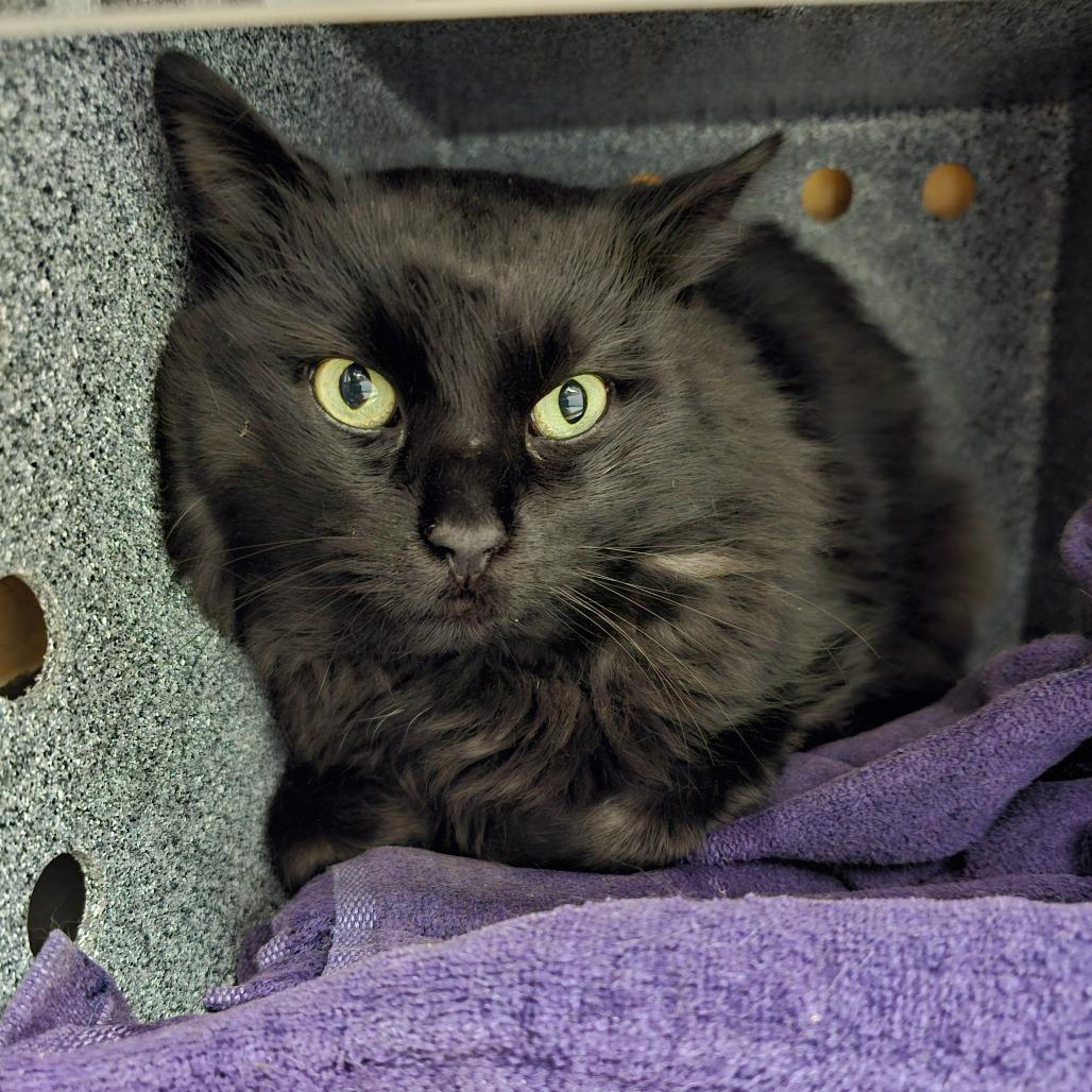 Juicebox, a Adoptable Domestic Medium Hair in Brookfield, WI image 1/2