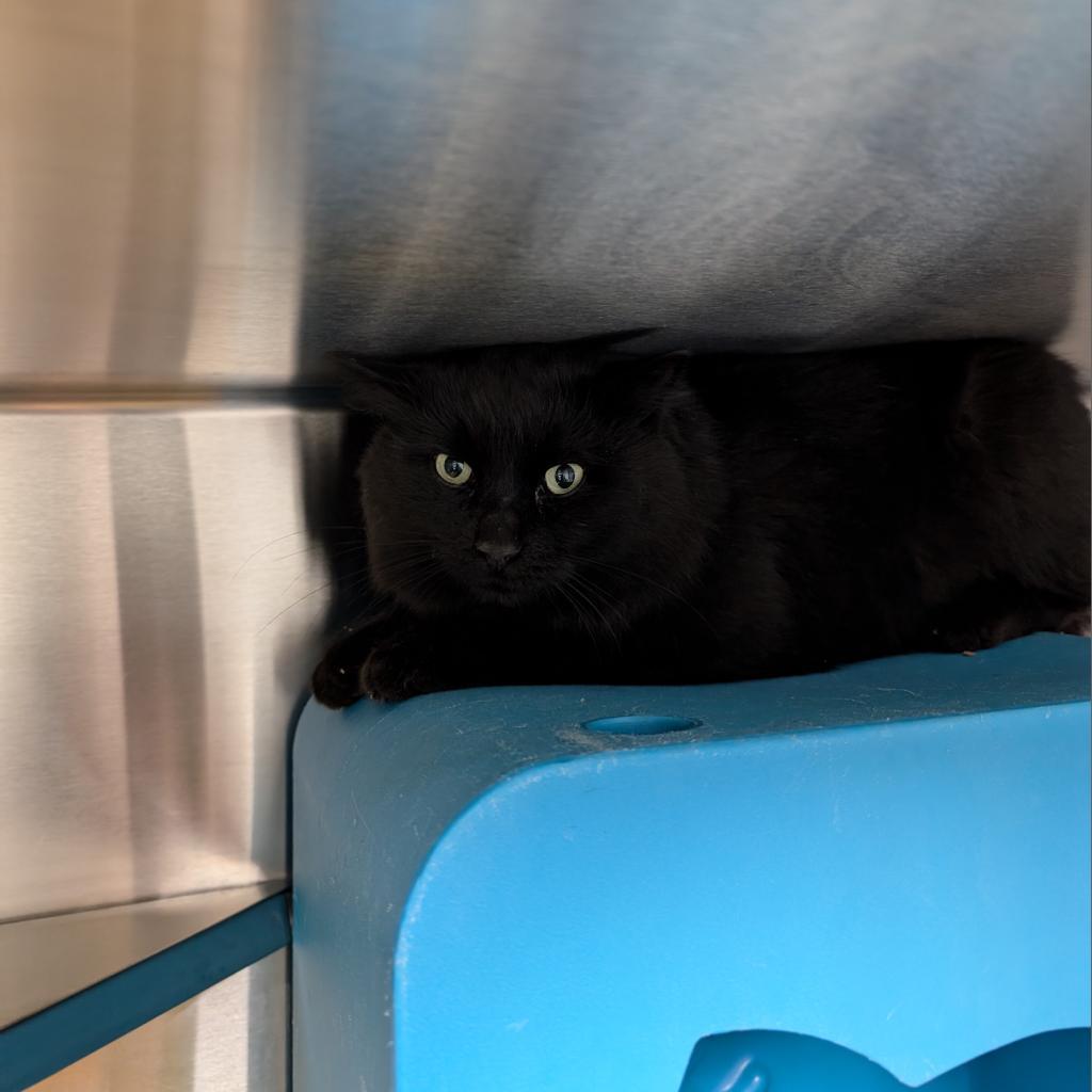 Juicebox, a Adoptable Domestic Medium Hair in Brookfield, WI image 2/2