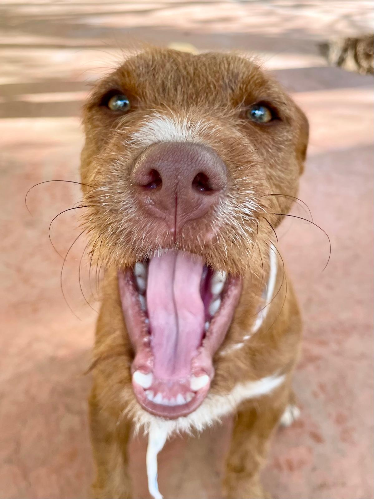 Enlarge Carmelita (Foster-to-Adopt), a ADOPTABLE mixed breed in Mississauga, ON image 2/6