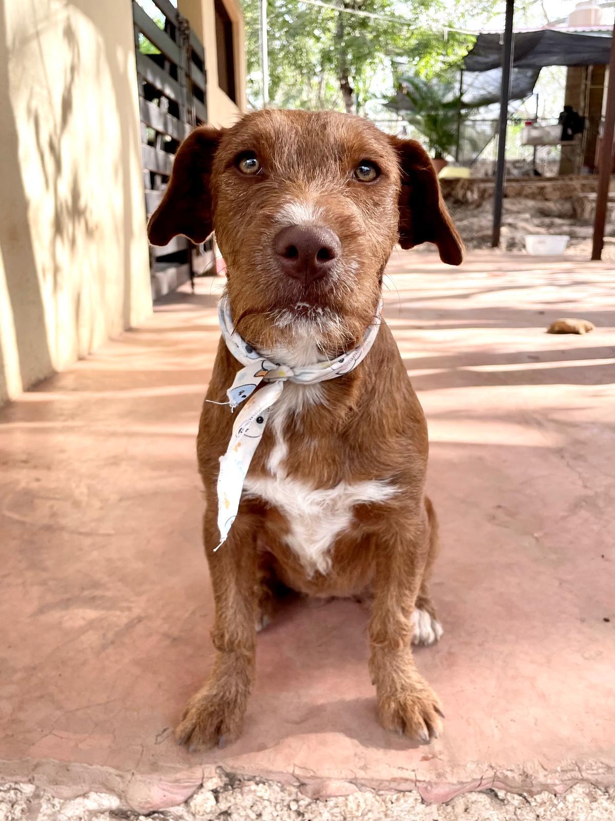 Enlarge Carmelita (Foster-to-Adopt), a ADOPTABLE mixed breed in Mississauga, ON image 5/6