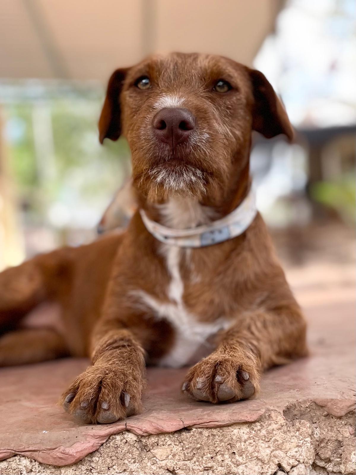 Enlarge Carmelita (Foster-to-Adopt), a ADOPTABLE mixed breed in Mississauga, ON image 3/6