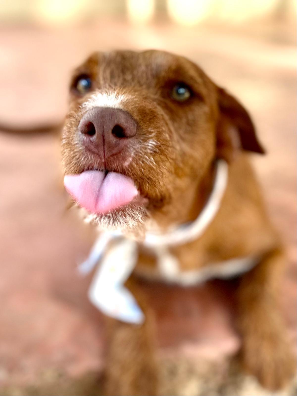 Enlarge Carmelita (Foster-to-Adopt), a ADOPTABLE mixed breed in Mississauga, ON image 6/6