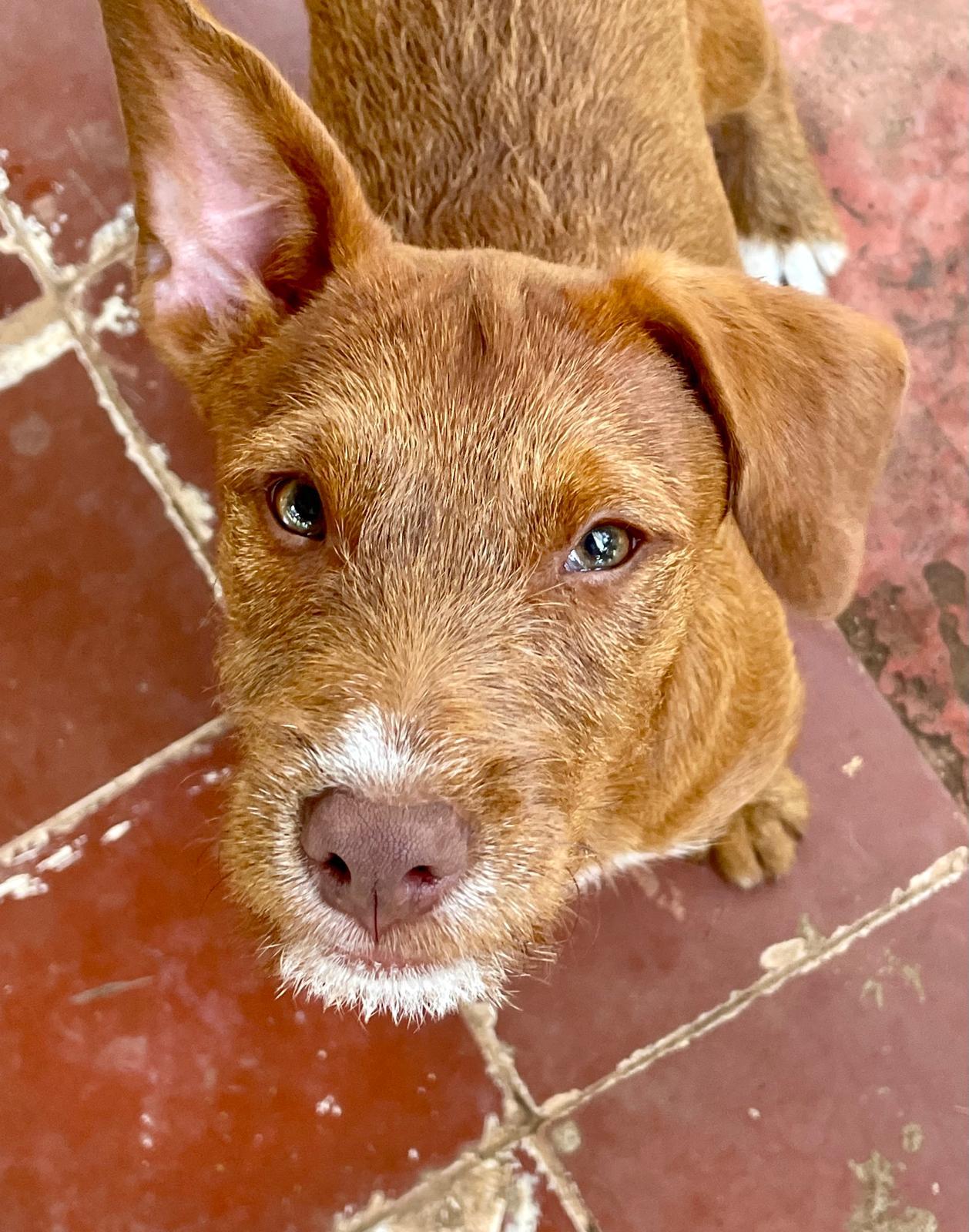 Enlarge Carmelita (Foster-to-Adopt), a ADOPTABLE mixed breed in Mississauga, ON image 1/6