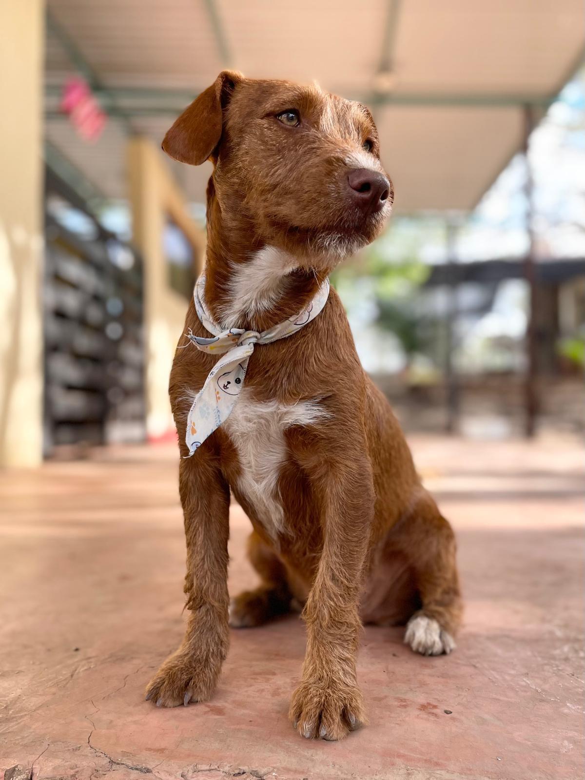 Enlarge Carmelita (Foster-to-Adopt), a ADOPTABLE mixed breed in Mississauga, ON image 4/6