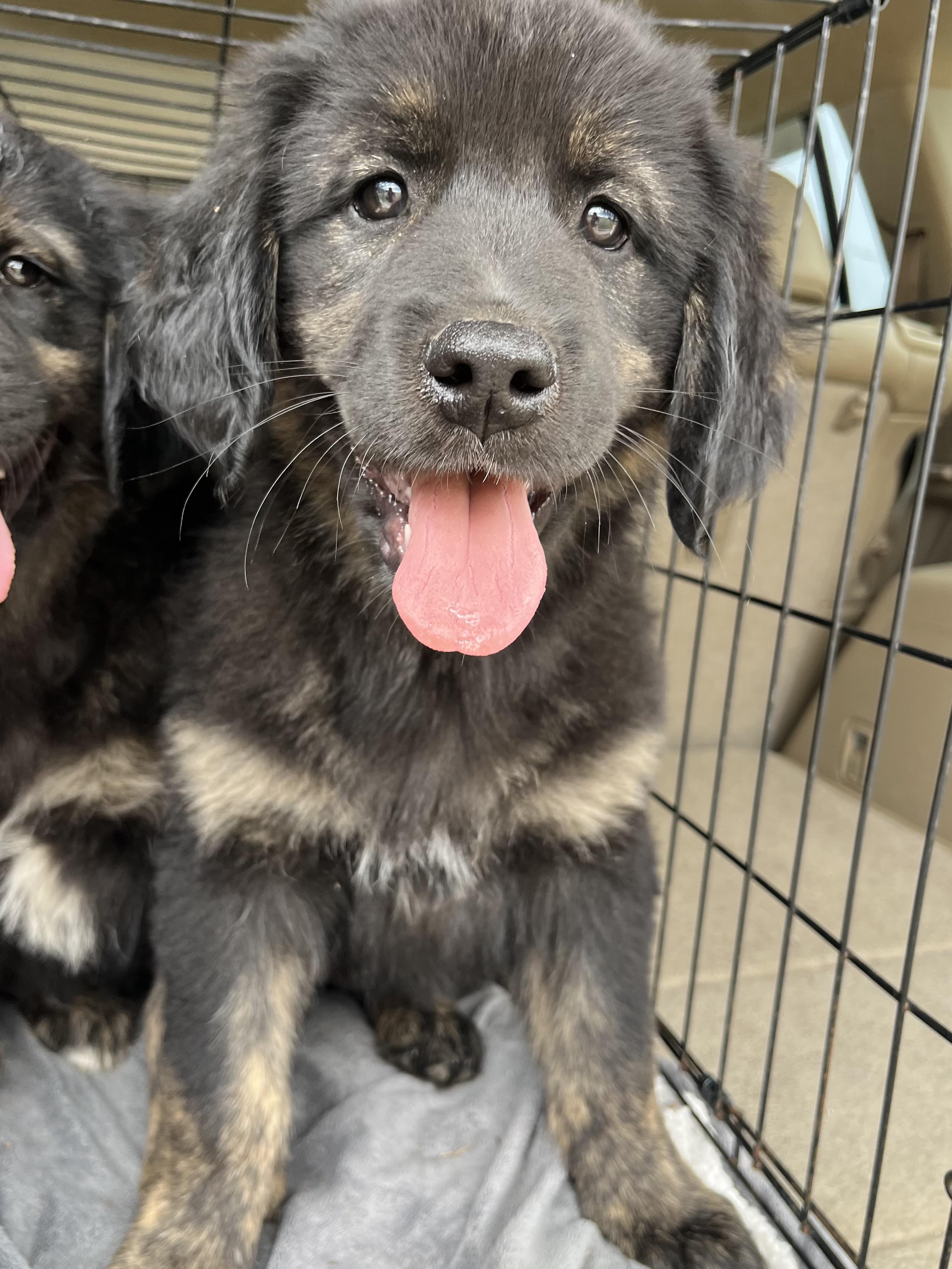 Enlarge Willow, an adopted mixed breed in Barnwell , SC image 4/6