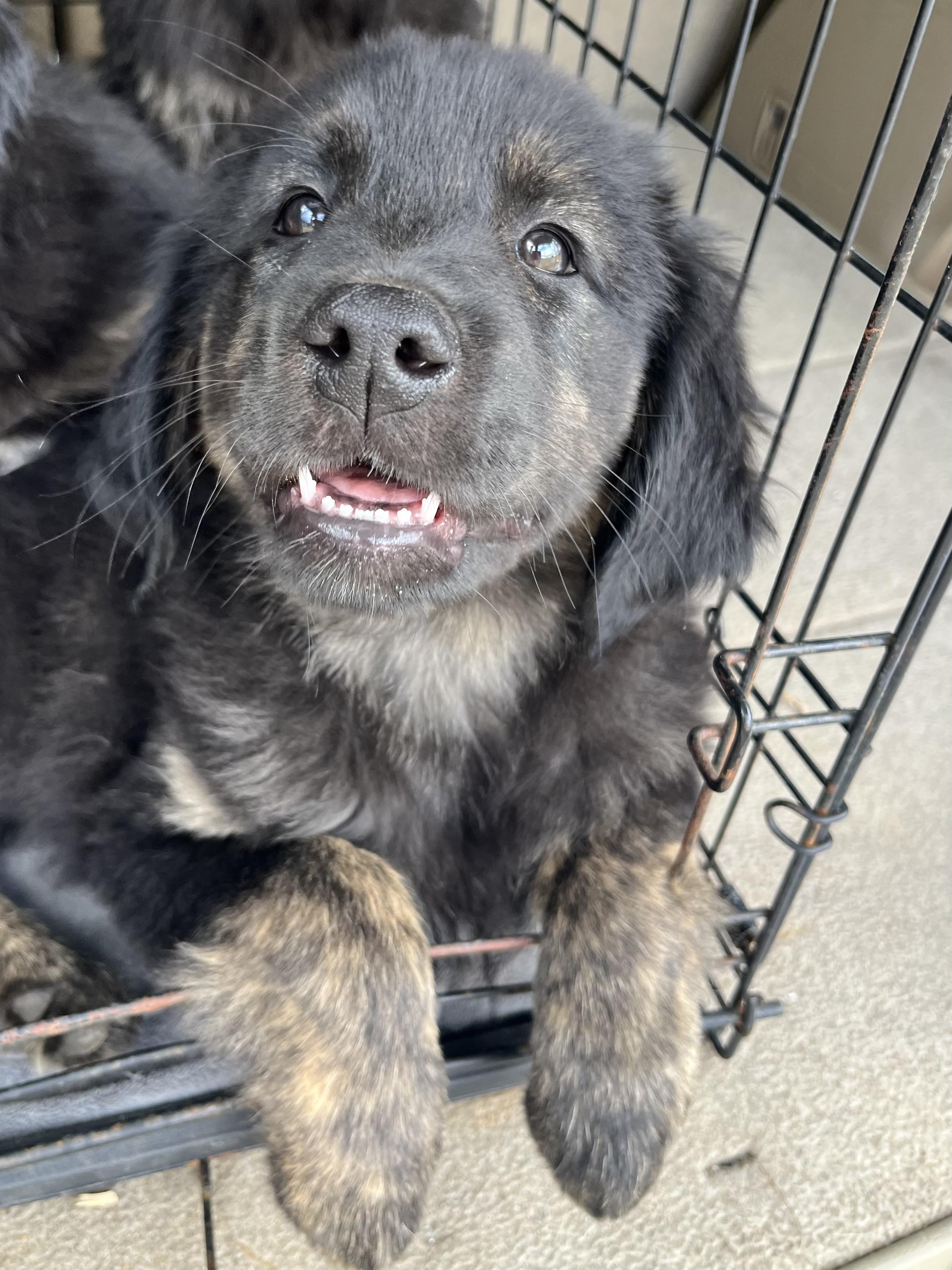 Willow, adopted, Puppy Female Golden Retriever & Mixed Breed.