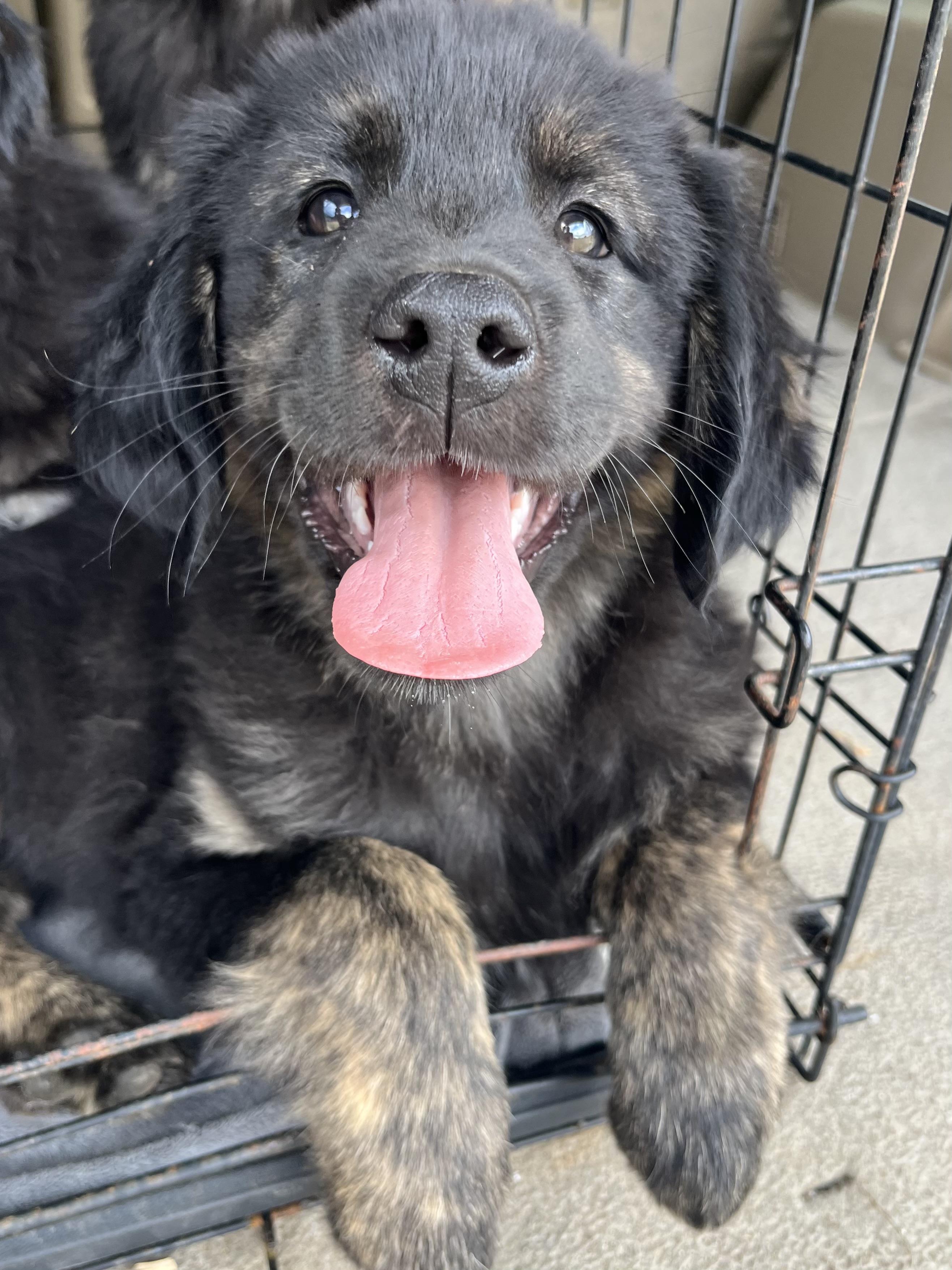 Enlarge Willow, an adopted mixed breed in Barnwell , SC image 3/6