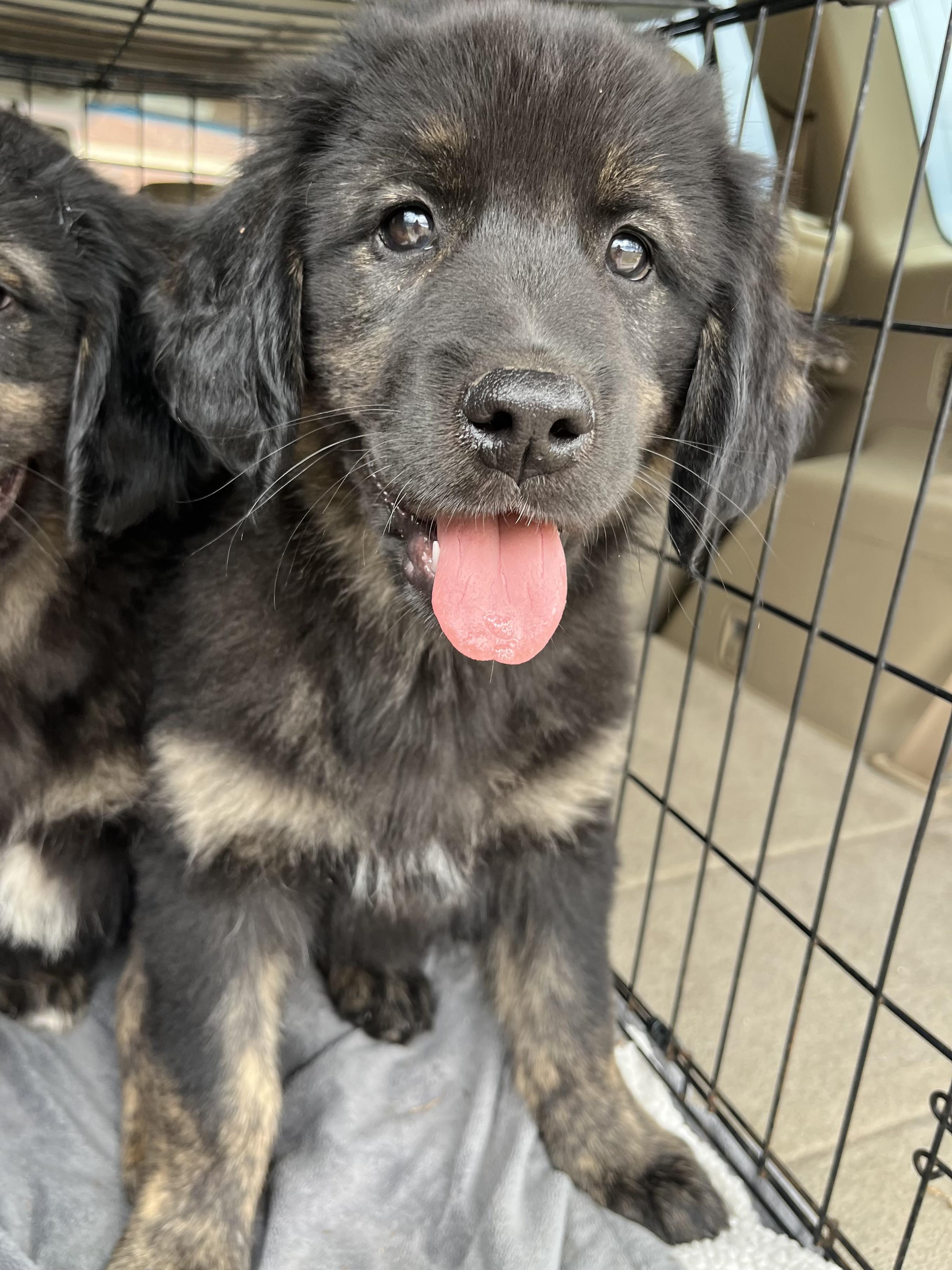 Enlarge Willow, an adopted mixed breed in Barnwell , SC image 5/6