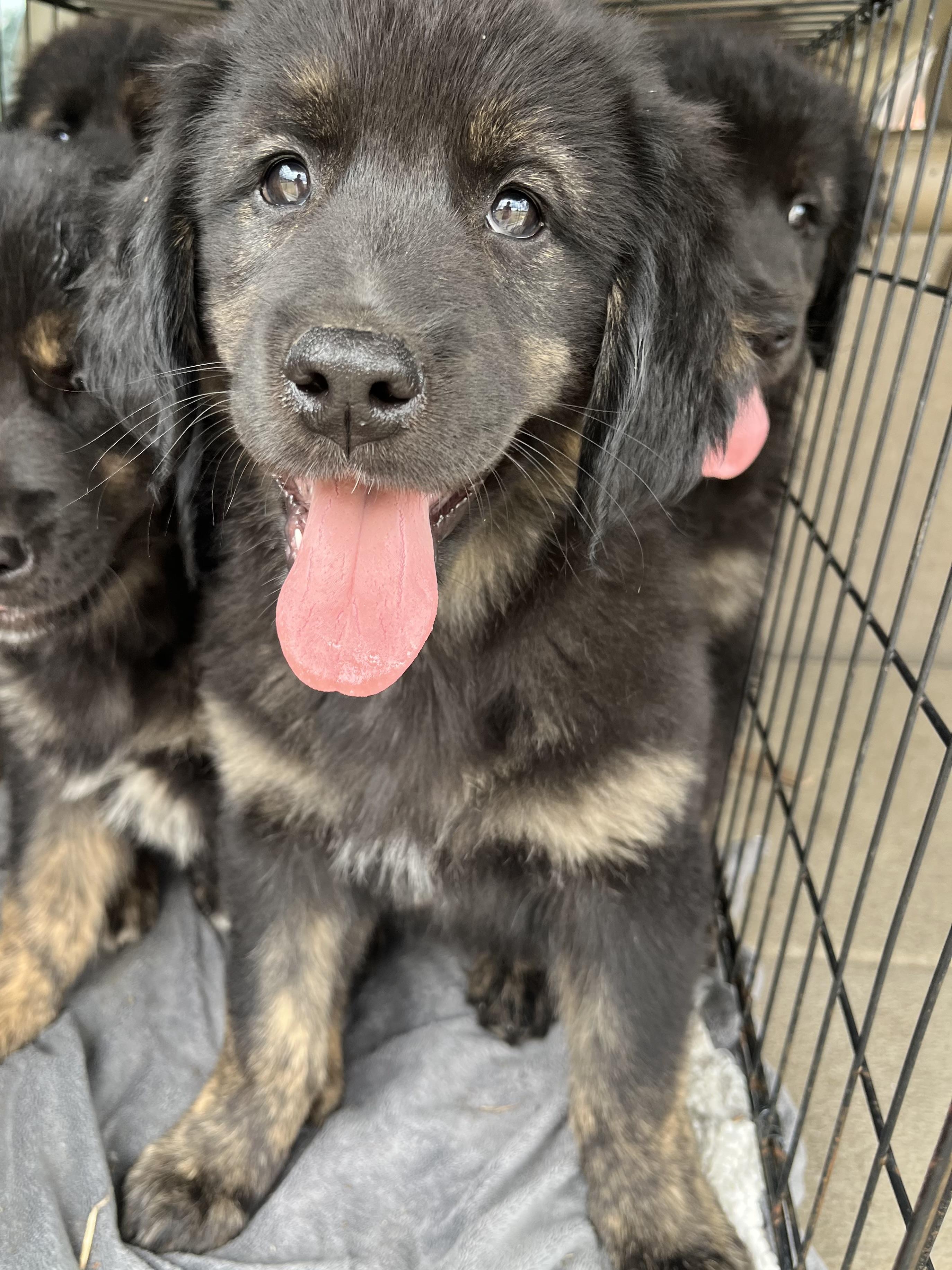 Enlarge Willow, an adopted mixed breed in Barnwell , SC image 2/6