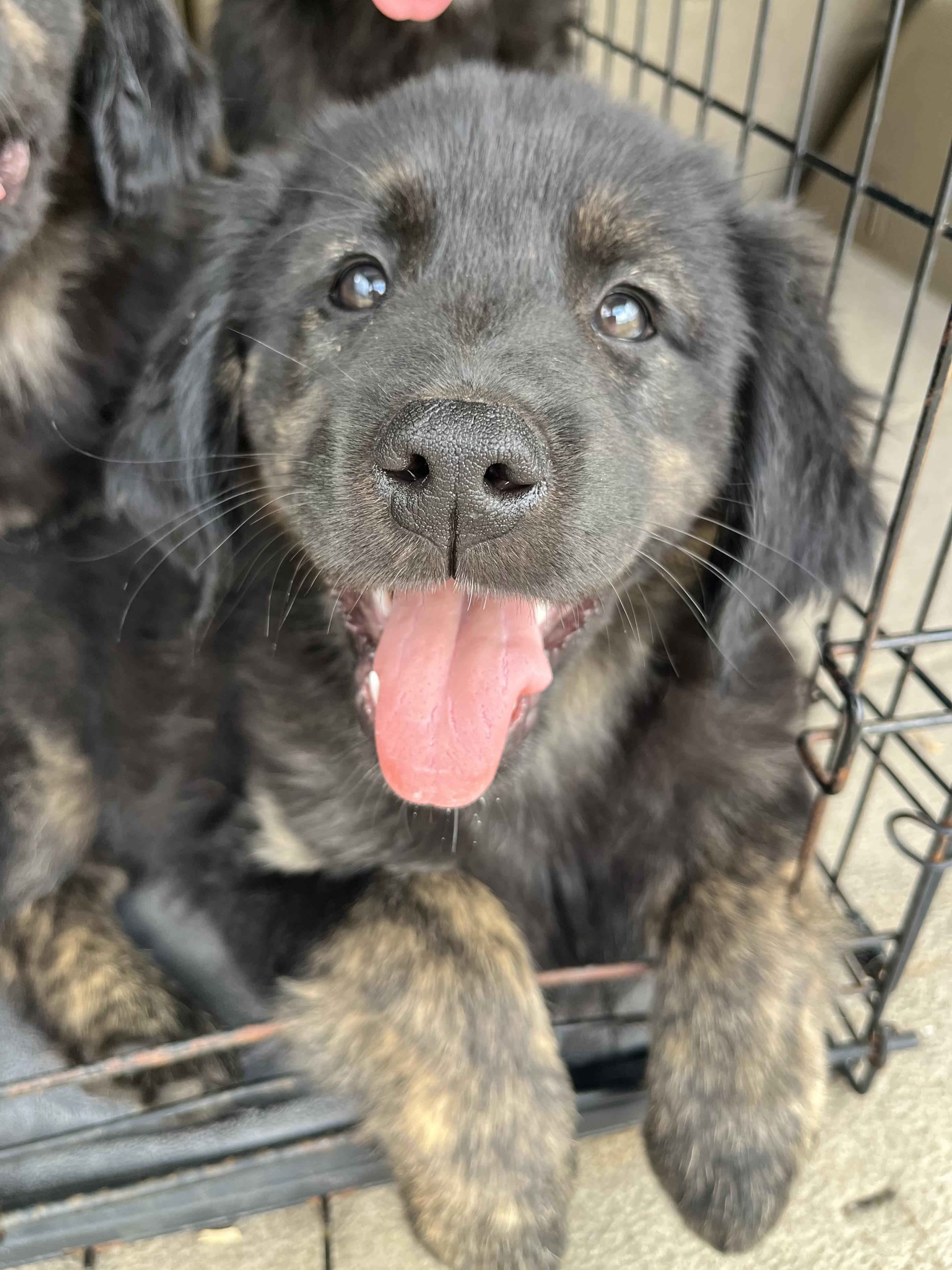 Enlarge Willow, an adopted mixed breed in Barnwell , SC image 6/6