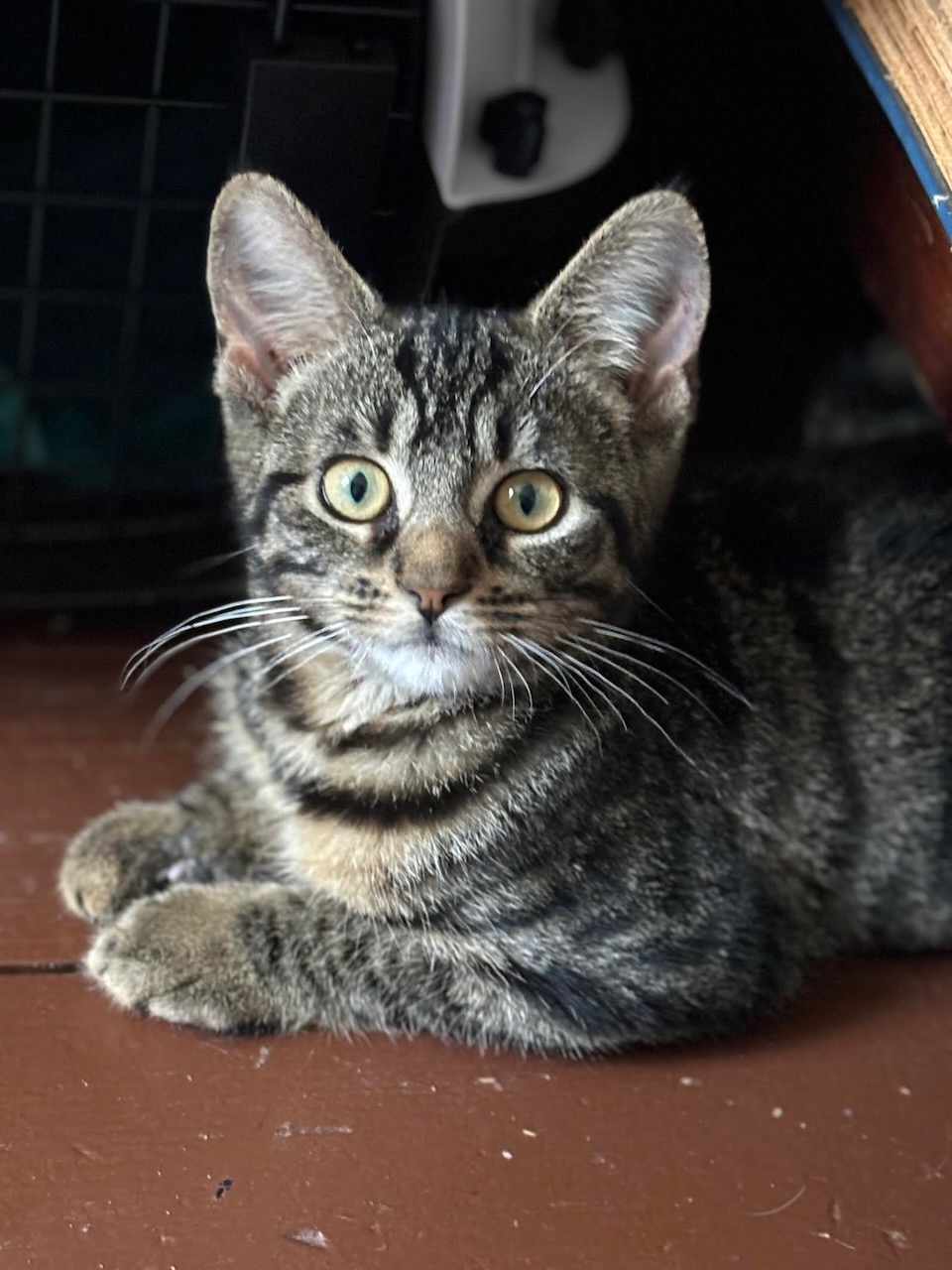 Cat for adoption Foster Taffy, a Domestic Short Hair in Batavia, NY