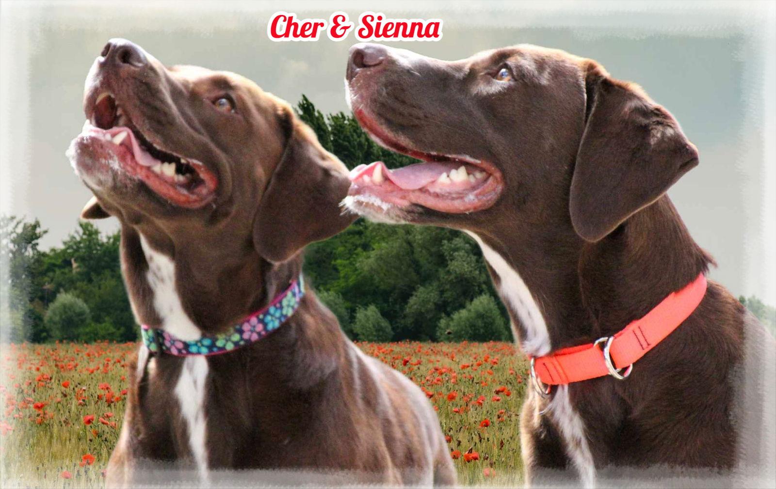 Cher & Sienna (Must be adopted together), Adoptable, Adult Female Chesapeake Bay Retriever & Labrador Retriever.