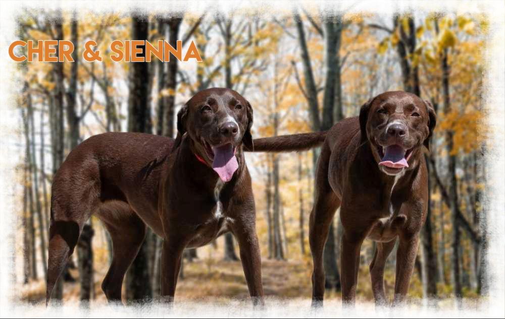 Cher & Sienna (Must be adopted together), a Adoptable mixed breed in New Castle, DE image 2/3