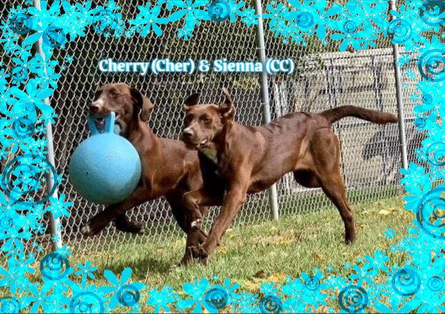 Cher & Sienna (Must be adopted together), a Adoptable mixed breed in New Castle, DE image 3/3