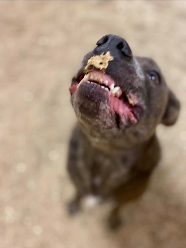 Rigby, a Adoptable mixed breed in Georgetown, TN image 4/8