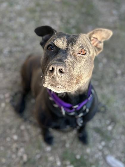 Aquarena**, Adoptable, Adult Female Labrador Retriever & Mixed Breed.