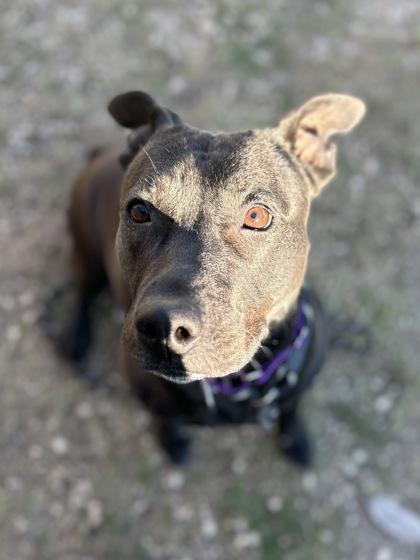 Enlarge Aquarena**, a Adoptable mixed breed in San Marcos, TX image 1/3