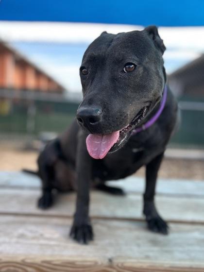 Enlarge Aquarena**, a Adoptable mixed breed in San Marcos, TX image 2/3