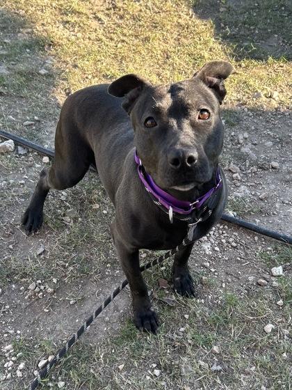 Enlarge Aquarena**, a Adoptable mixed breed in San Marcos, TX image 3/3