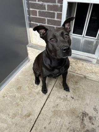 Enlarge Aquarena**, a Adoptable mixed breed in San Marcos, TX image 1/1