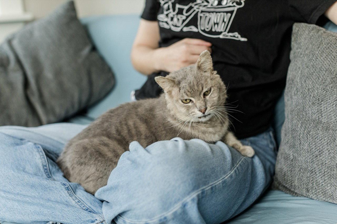 Enlarge Gandalf, a Adoptable Domestic Short Hair in Oakland, CA image 1/3
