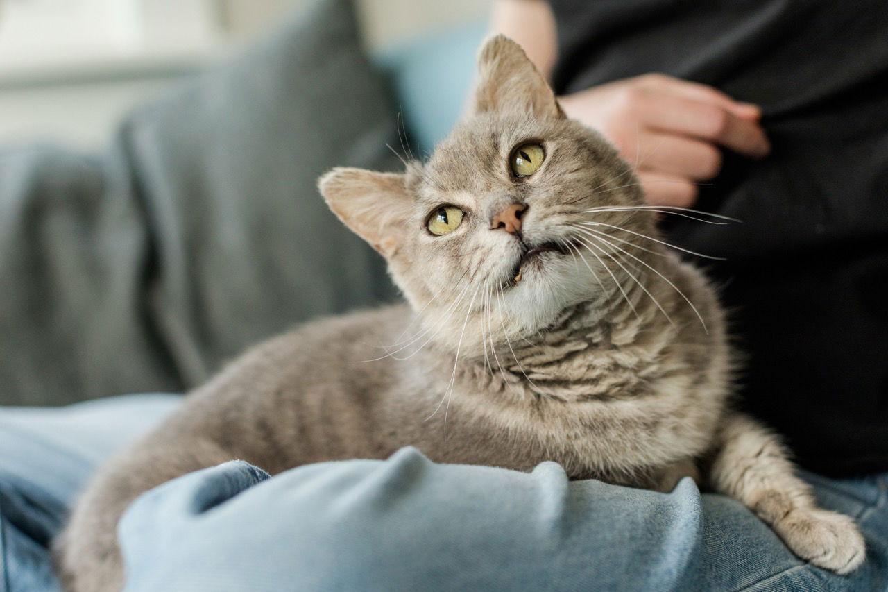 Gandalf, a Adoptable Domestic Short Hair in Oakland, CA image 1/3