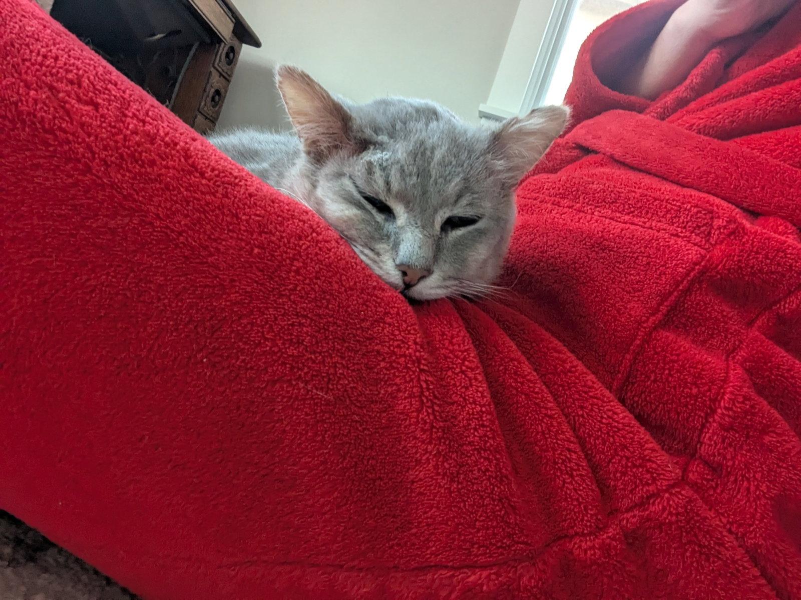 Enlarge Gandalf, a Adoptable Domestic Short Hair in Oakland, CA image 3/3