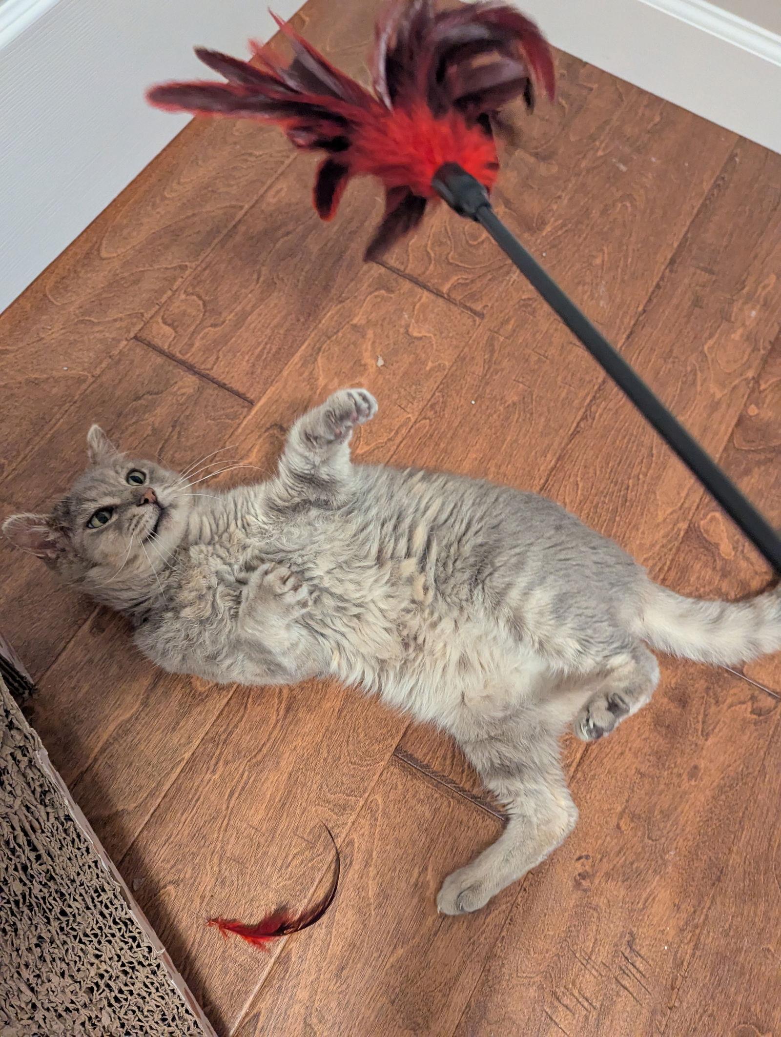 Gandalf — thumbnail 6