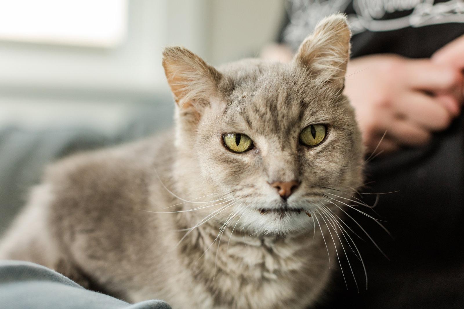 Enlarge Gandalf, a Adoptable Domestic Short Hair in Oakland, CA image 3/3