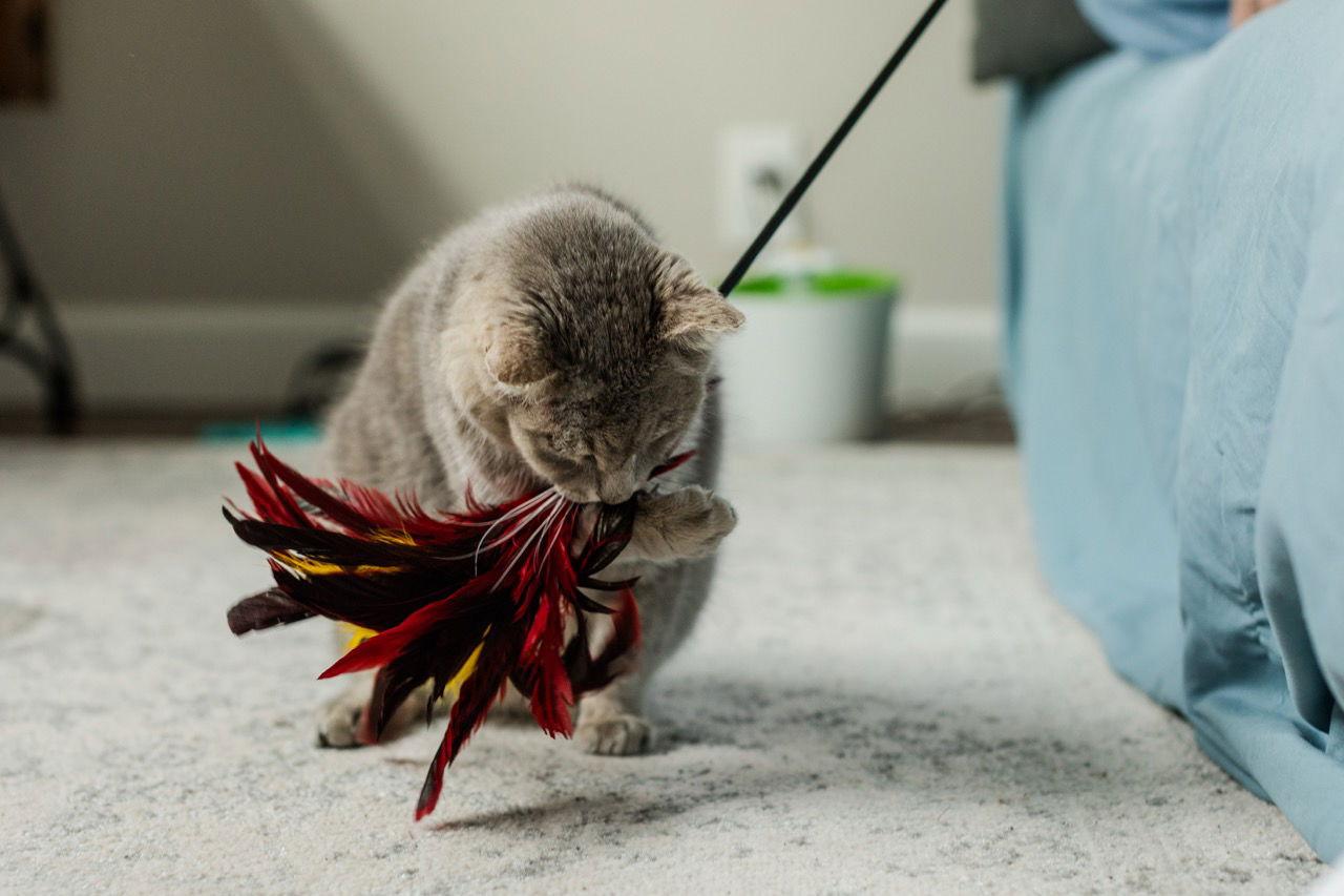 Gandalf — thumbnail 7