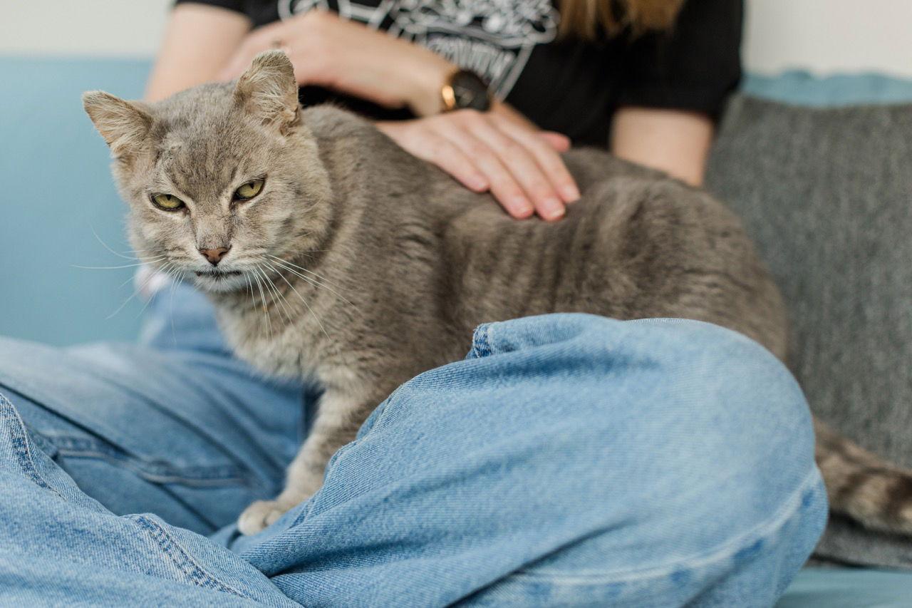 Gandalf, a Adoptable Domestic Short Hair in Oakland, CA image 3/3