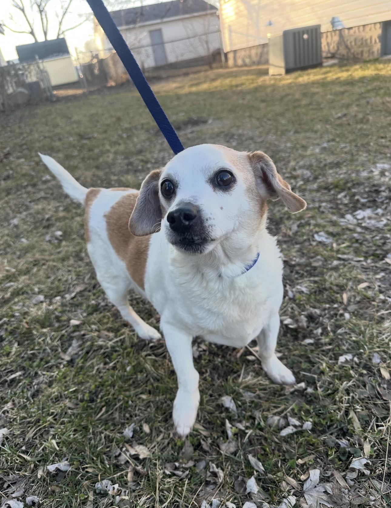 Enlarge Jackson! Sweet old boy , a ADOPTABLE mixed breed in RUSSIAVILLE, IN image 2/2
