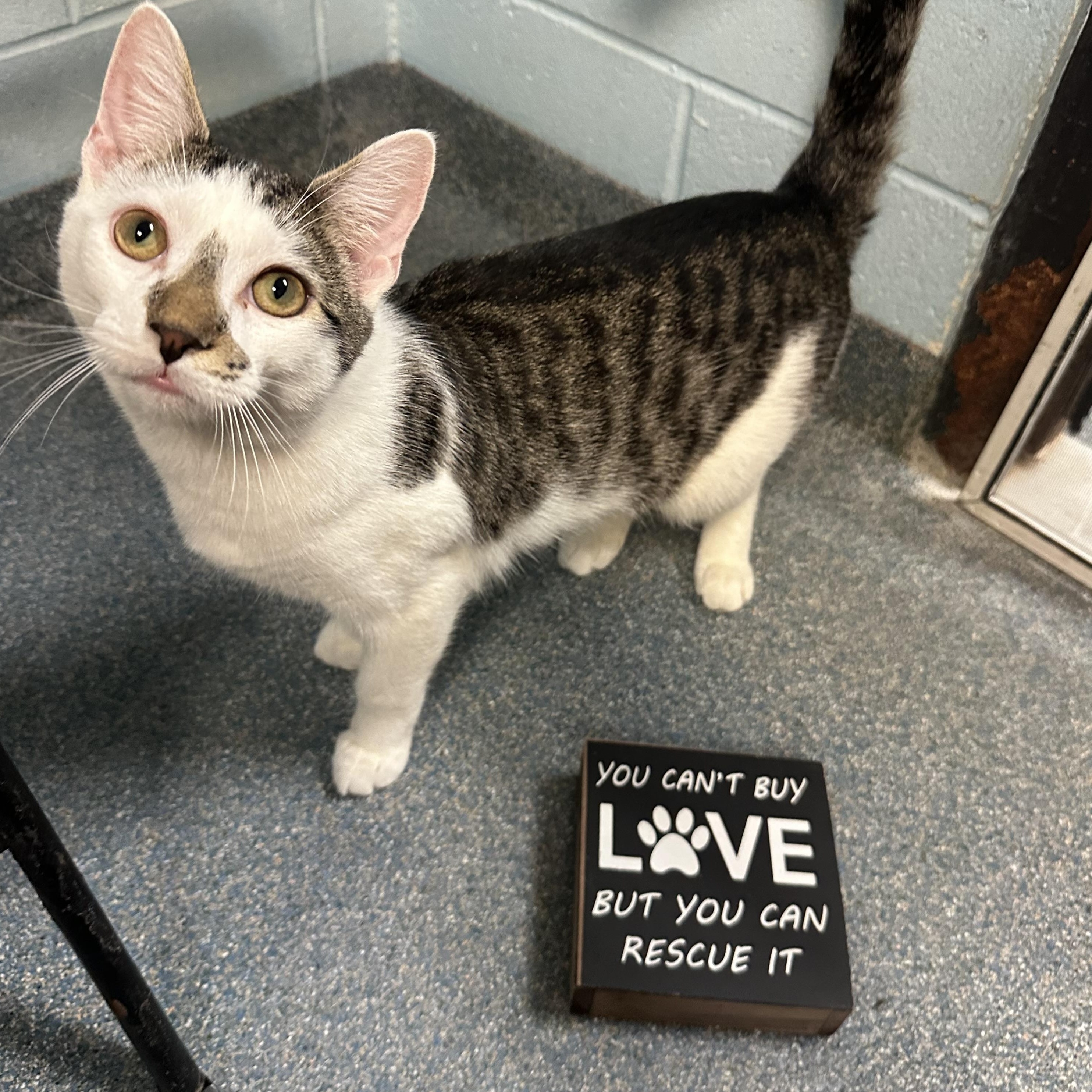 Bohdi, ADOPTABLE, Young Male Domestic Short Hair.