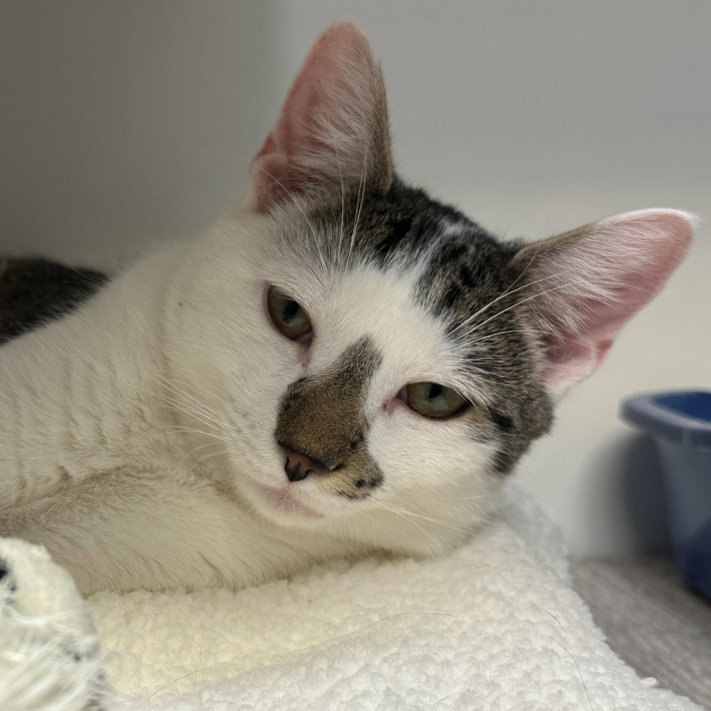 Bohdi, a ADOPTABLE Domestic Short Hair in Clifton, NJ image 6/6