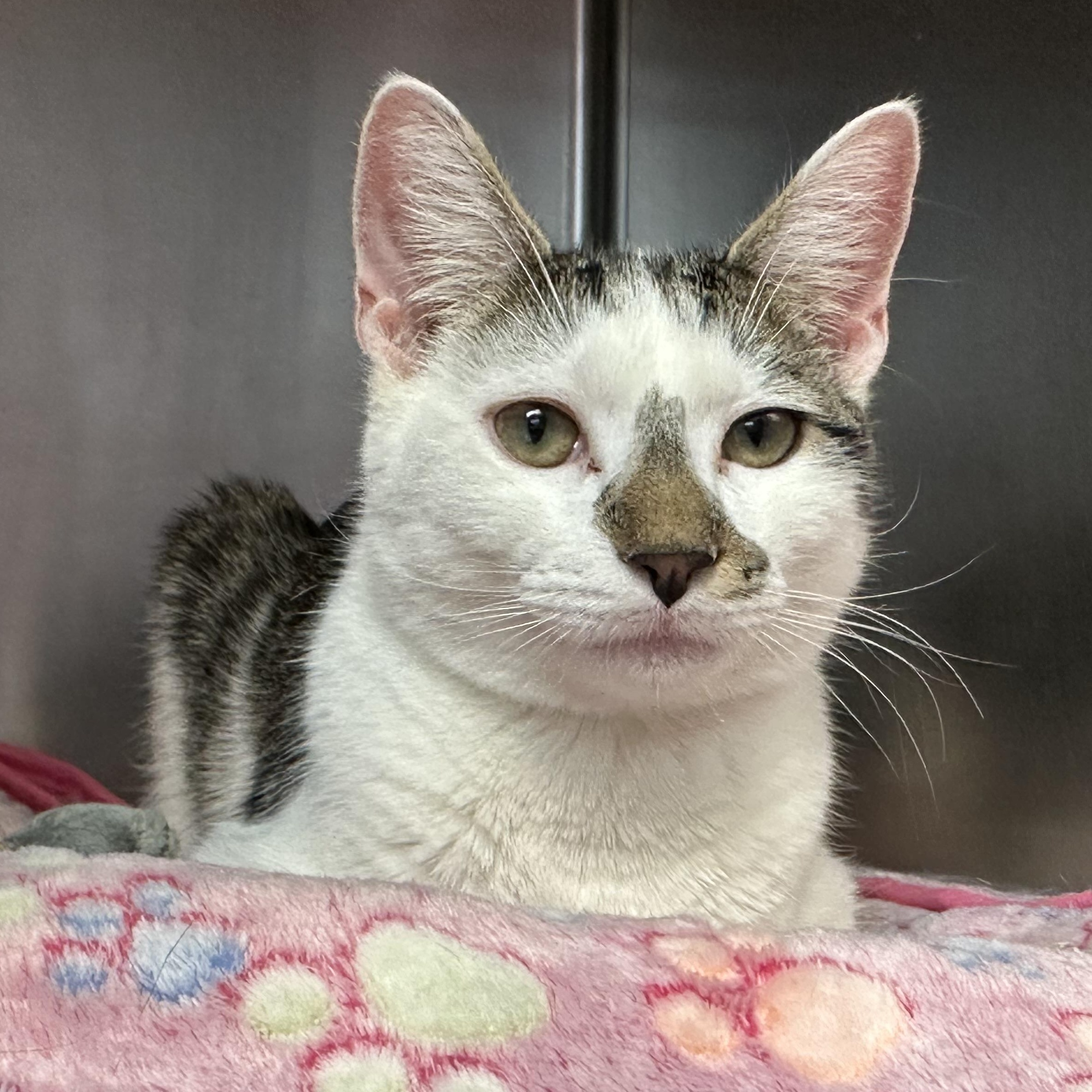 Bohdi, a ADOPTABLE Domestic Short Hair in Clifton, NJ image 3/6