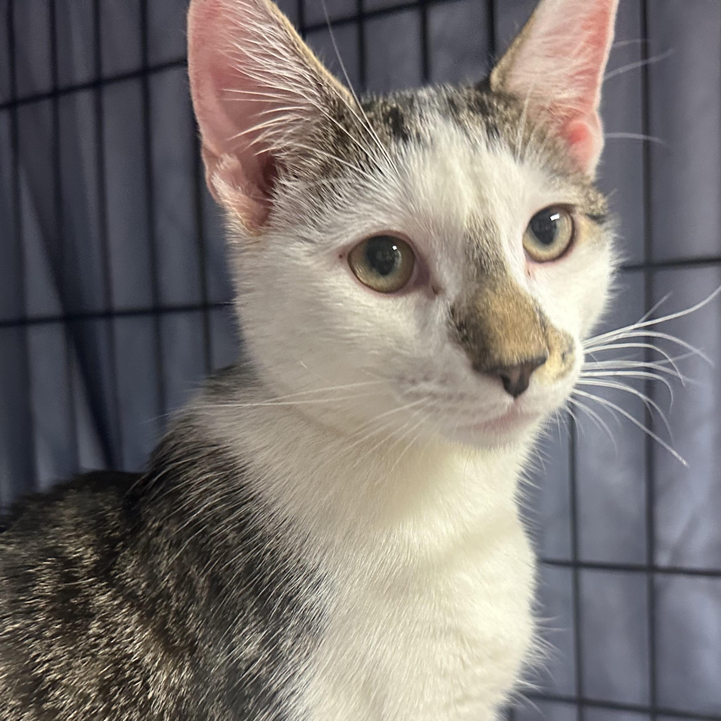 Bohdi, a ADOPTABLE Domestic Short Hair in Clifton, NJ image 4/6