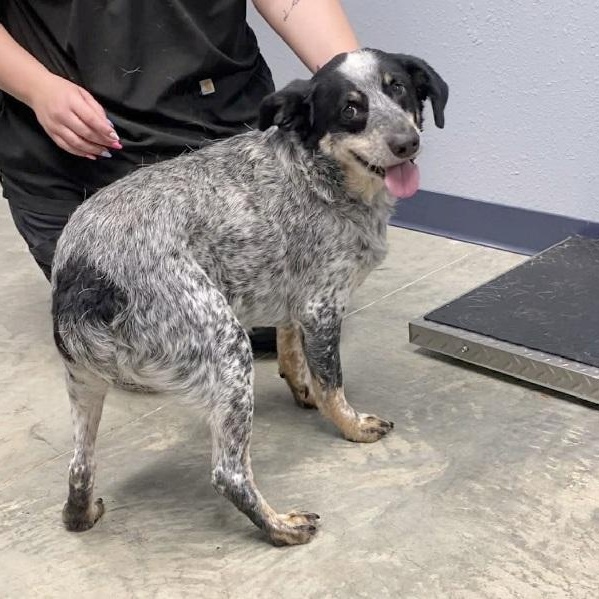 Enlarge Jasper, a ADOPTABLE Australian Cattle Dog / Blue Heeler in Nevada, MO image 1/1