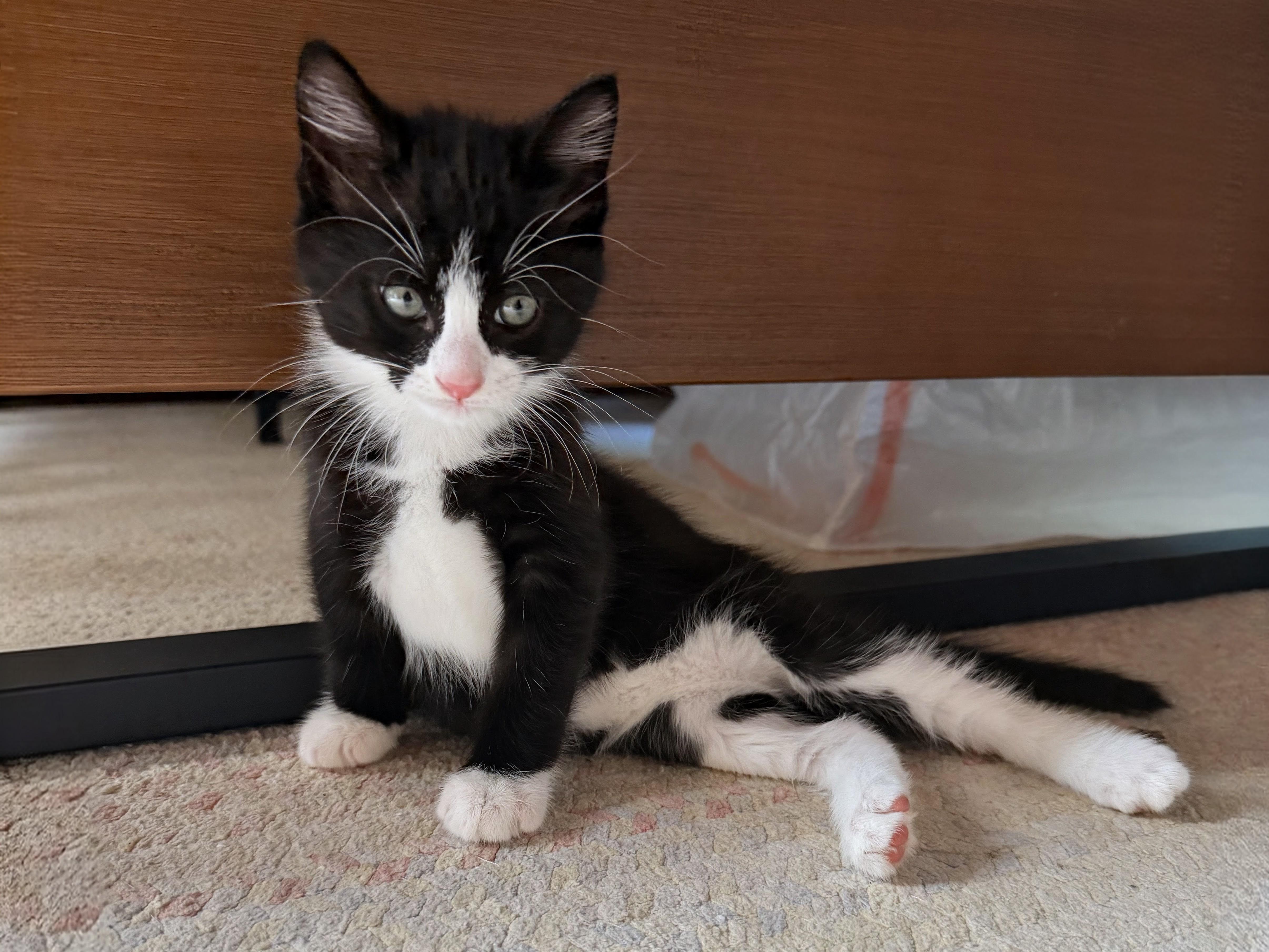 Magnus, adopted, Kitten Male Domestic Short Hair.