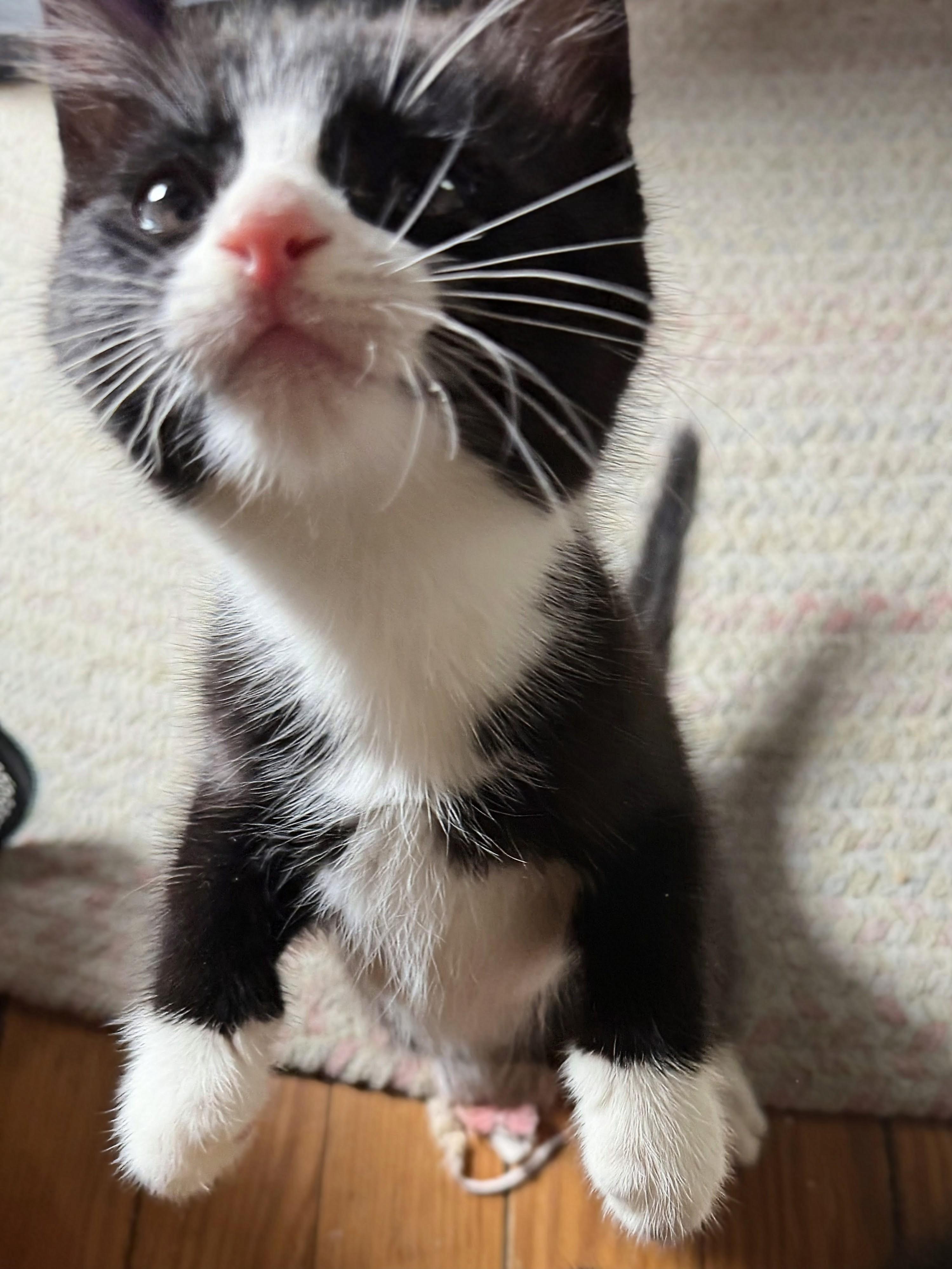 Magnus, an adopted Domestic Short Hair in Ridgewood, NY image 4/6