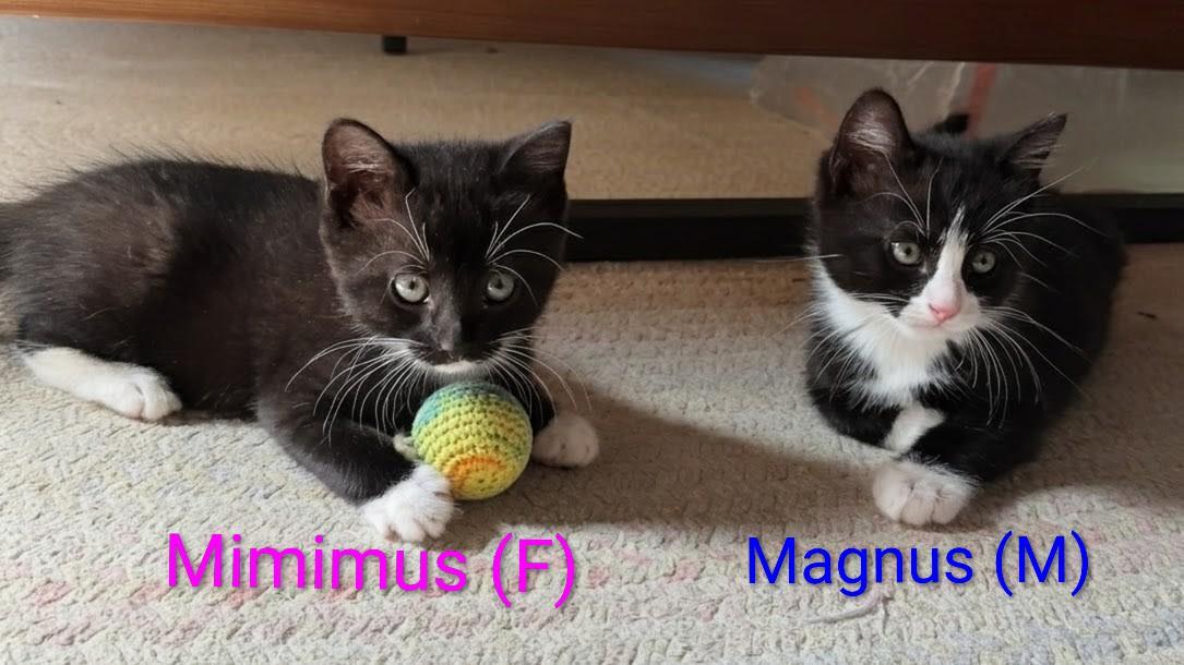 Magnus, an adopted Domestic Short Hair in Ridgewood, NY image 5/6