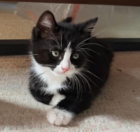 Magnus, an adopted Domestic Short Hair in Ridgewood, NY image 3/6