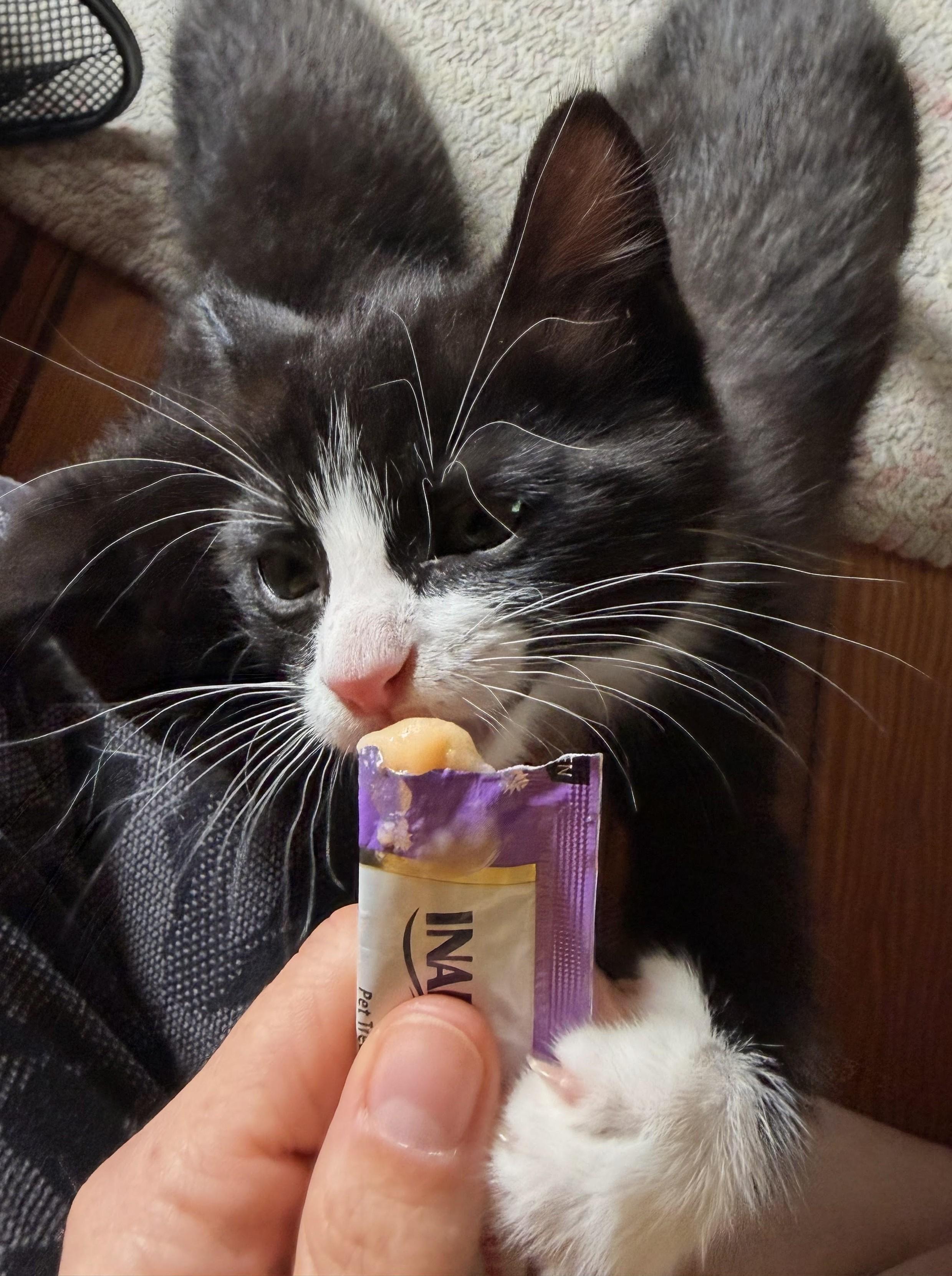 Magnus, an adopted Domestic Short Hair in Ridgewood, NY image 2/6