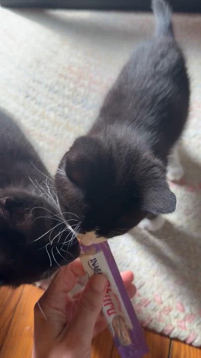 Enlarge Magnus, an adopted Domestic Short Hair in Ridgewood, NY video 6/6