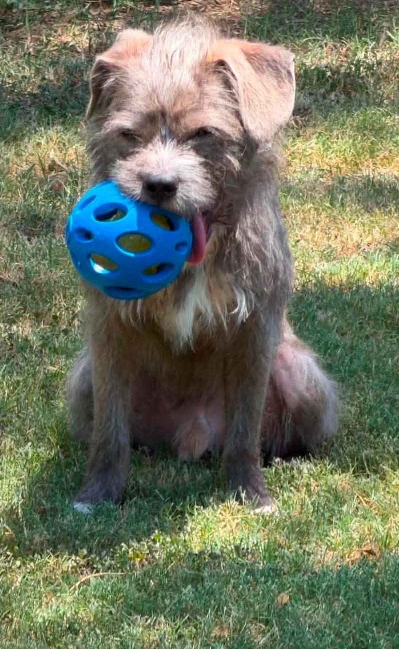 Enlarge Chester, a Adoptable mixed breed in Apple Valley, MN image 6/6