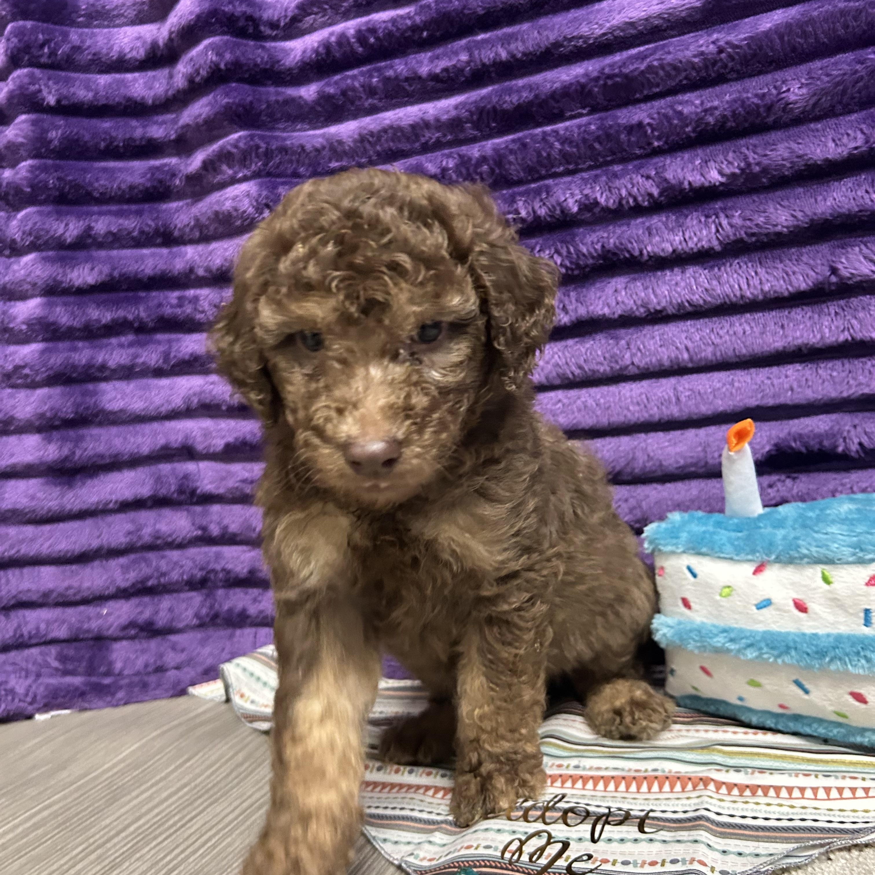 Pico - Reverie's Pup - Pink Collar