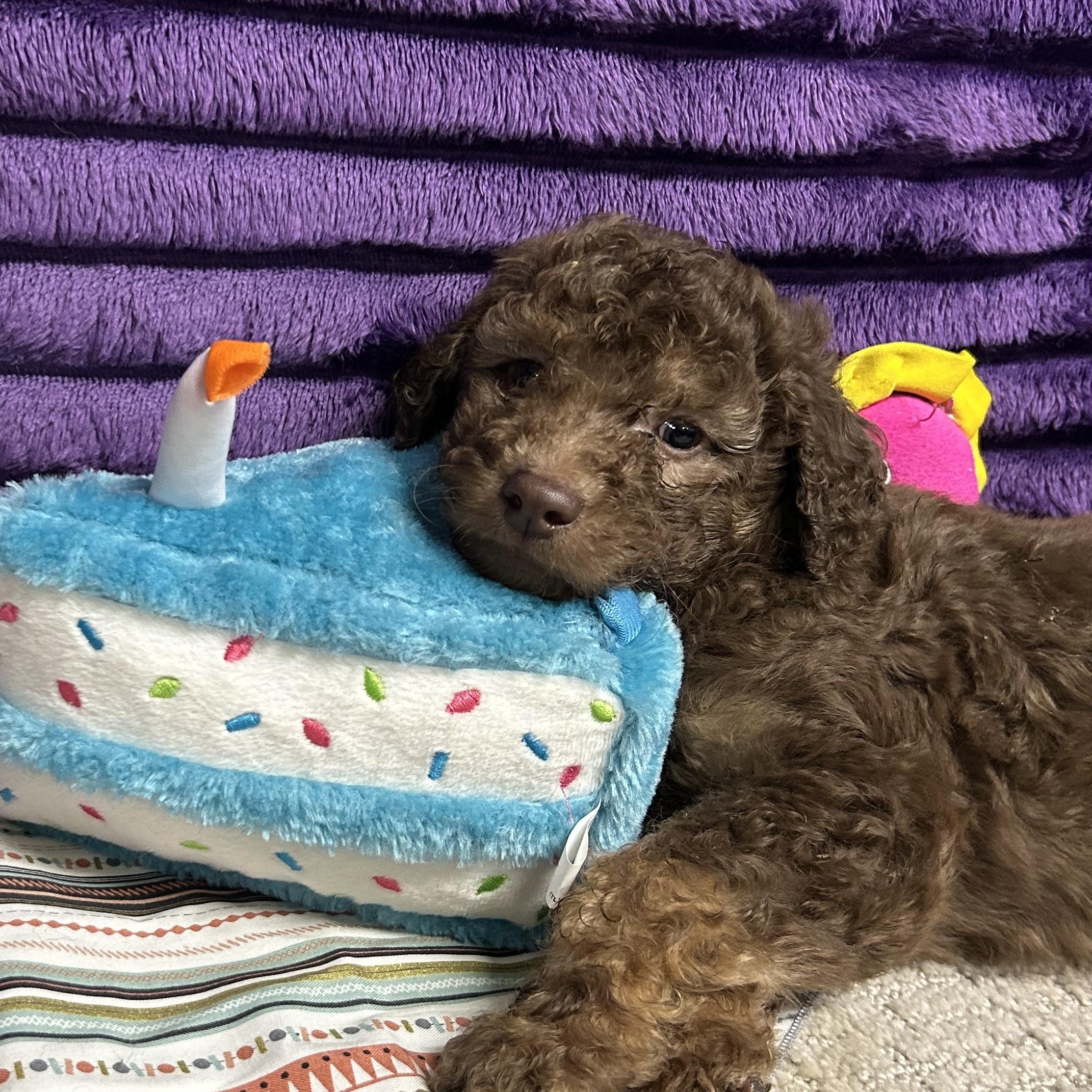 Pico - Reverie's Pup - Pink Collar