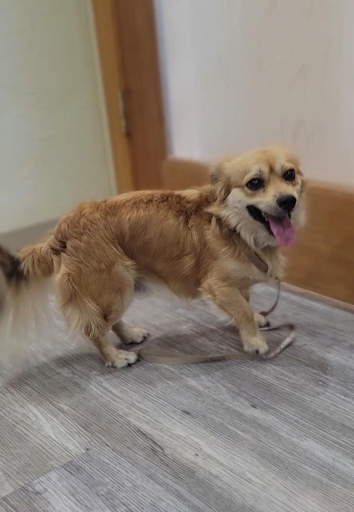 Austin, Adopted, Adult Male Chihuahua.