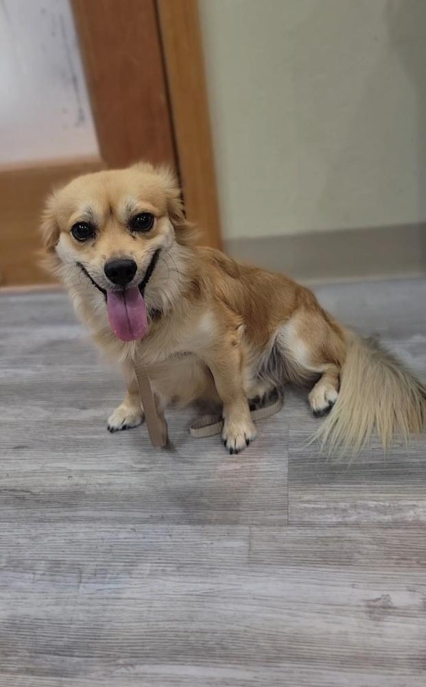 Enlarge Austin, a Adopted mixed breed in Cortez, CO image 2/3