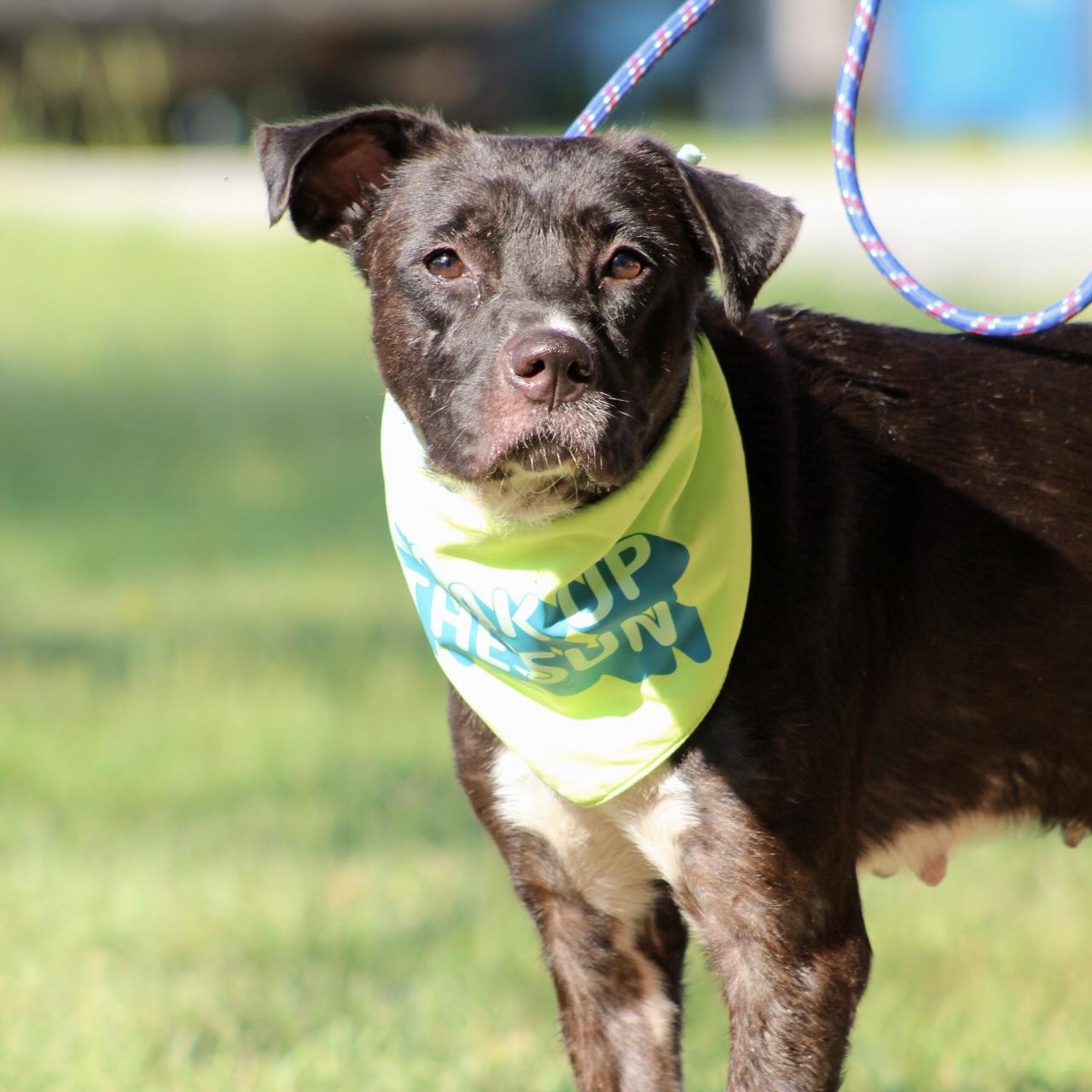 Enlarge Katie, a Adoptable mixed breed in Northwood, NH image 6/6